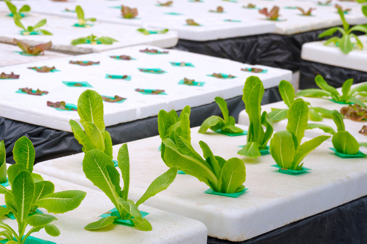 Hydroponics Method